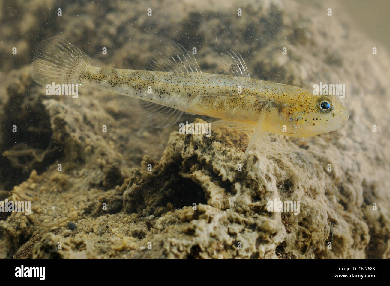 Adriatic Dwarf Goby (Knipowitschia panizzae) adult, swimming over rock, Italy, july Stock Photo