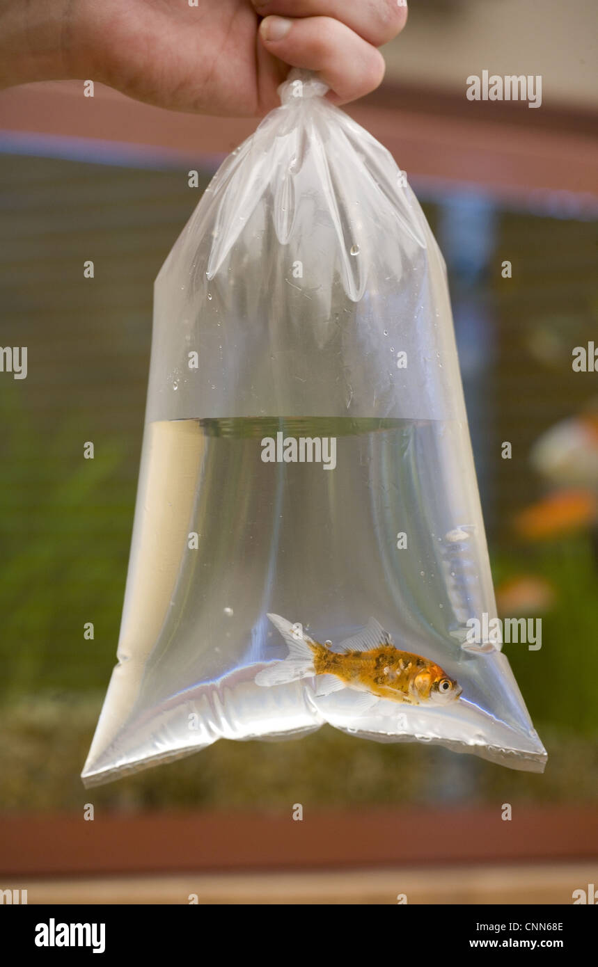 Goldfish (Carassius auratus) Shubunkin, adult, in plastic bag, introducing to fishtank, England Stock Photo