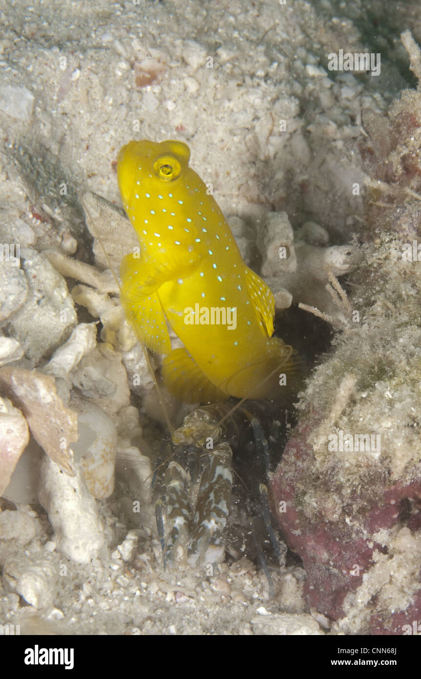 Yellow Shrimpgoby (Cryptocentrus cinctus) adult, with alpheid shrimp at burrow, Kapalai Island, Sabah, Borneo, Malaysia Stock Photo