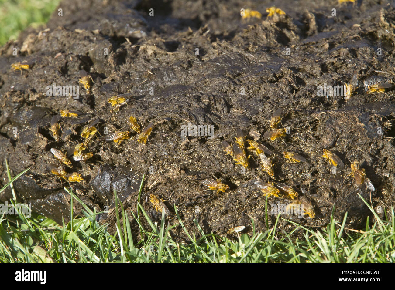Scathophaga stercoraria known as common yellow dung fly sometimes called golden dung fly one most familiar abundant flies many Stock Photo
