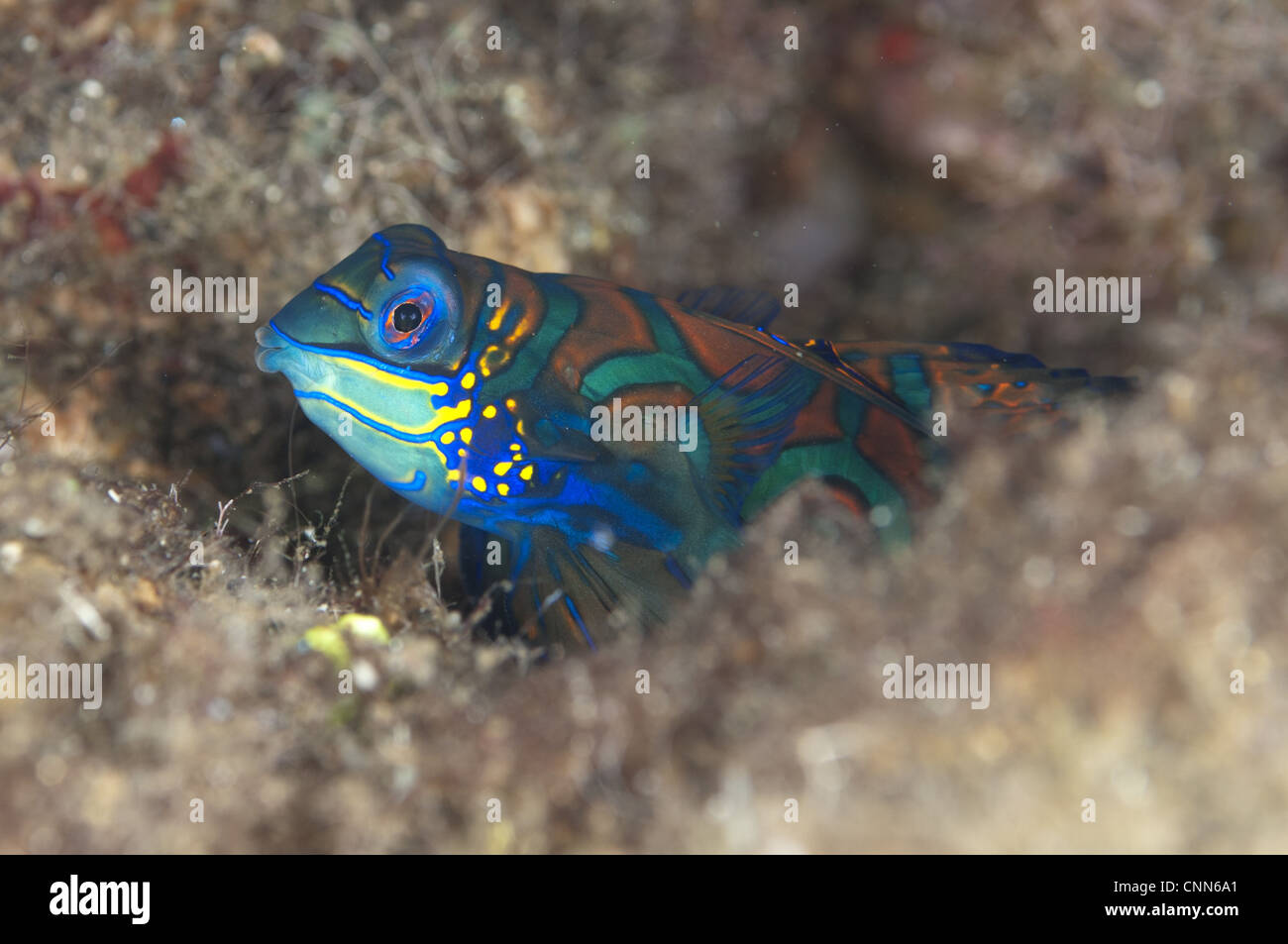 Mandarinfish Synchiropus splendidus adult sheltering in reef Bandaneira near Ambon Island Maluku Islands Banda Sea Indonesia Stock Photo