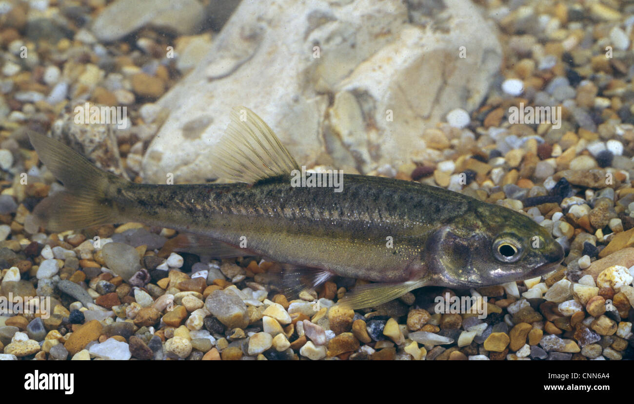 Minnow (Phoxinus phoxinus Stock Photo Alamy