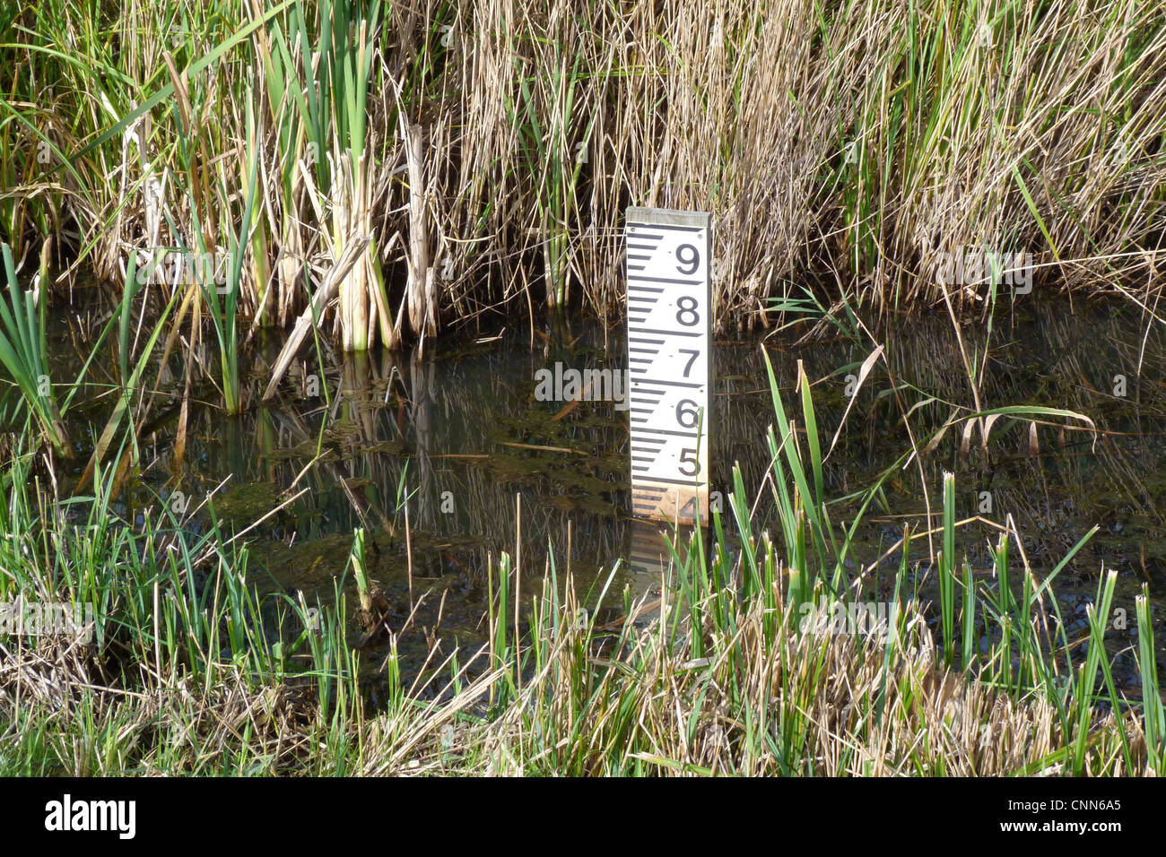 Water depth gauge in marsh RSPB Minsmere Suffolk Stock Photo