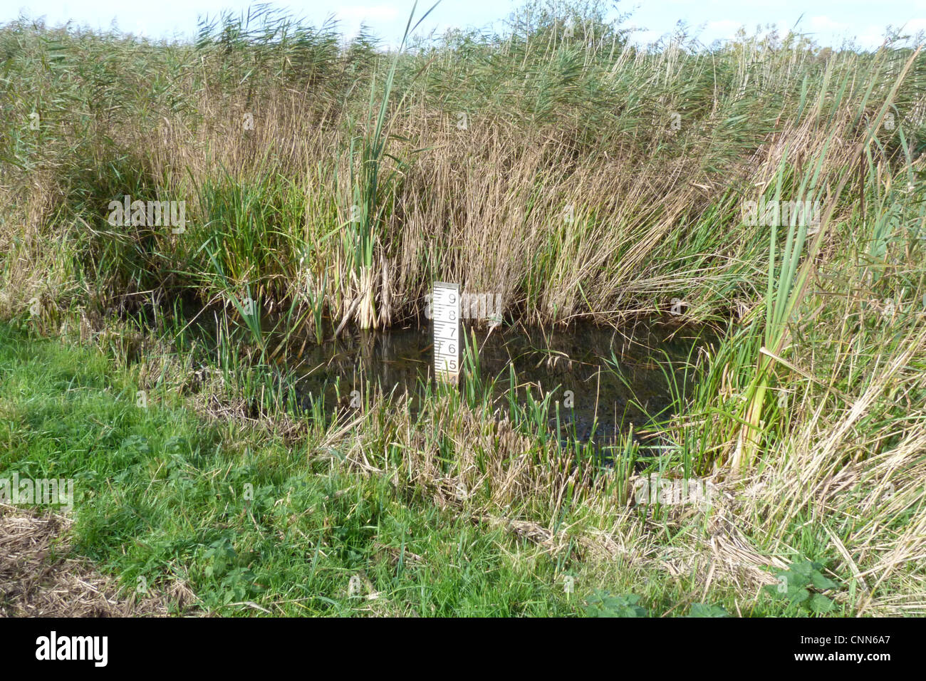 Water depth gauge in reedbed Minsmere nature reserve Suffolk Stock