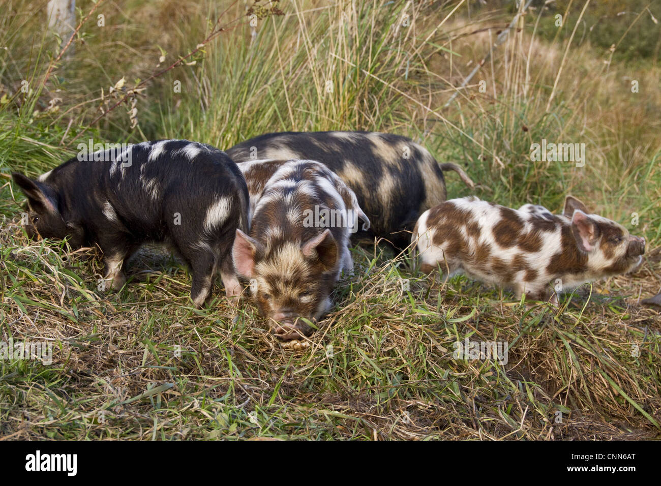 Kune Kune pigs vary 24" 30" high weigh between 140220 lbs There small stature means Kune kune