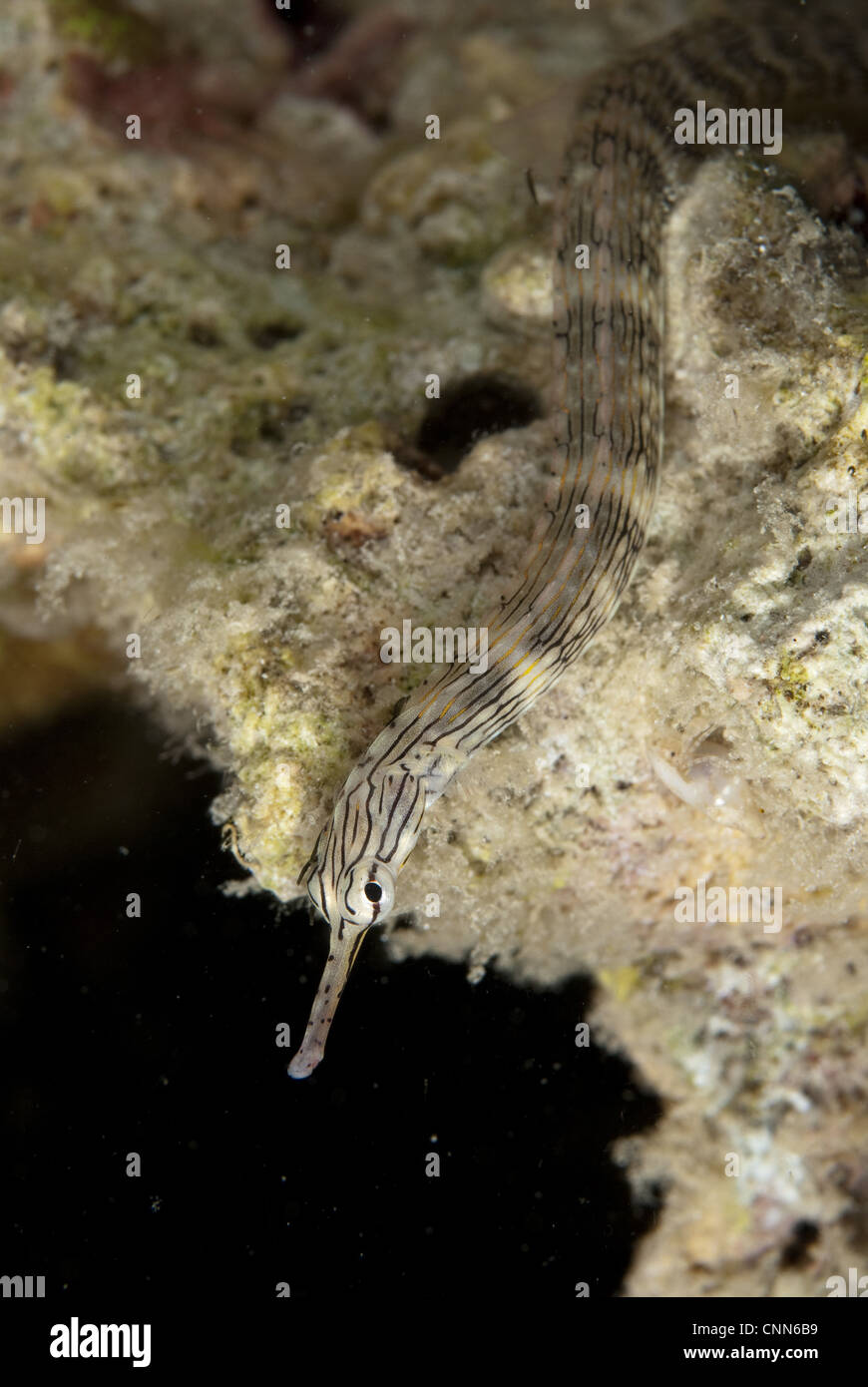 Network Pipefish (Corythoichthys flavofasciatus) adult, on reef, Mabul Island, Sabah, Borneo, Malaysia Stock Photo
