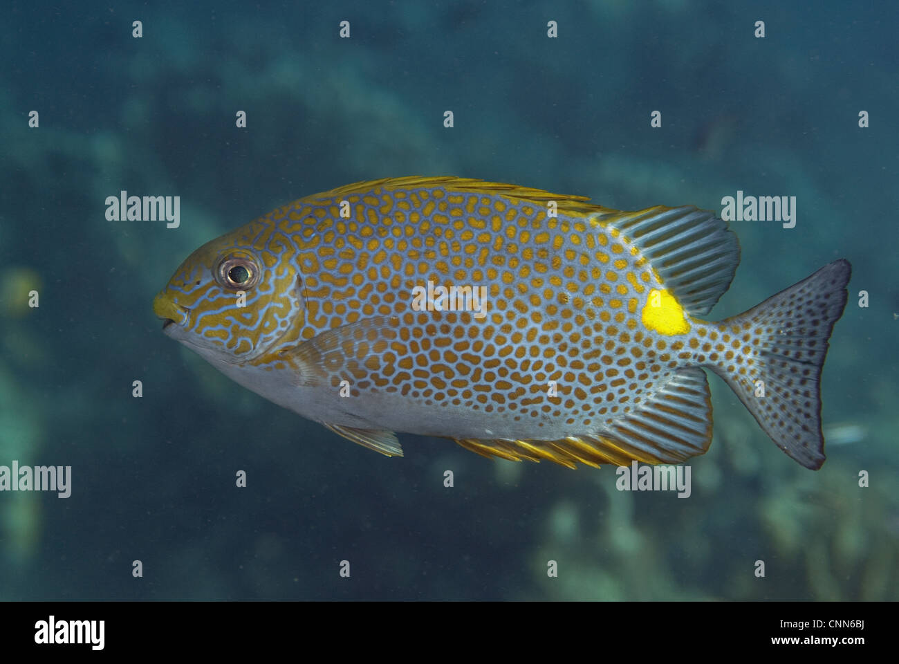 Gold-saddle Rabbitfish (Siganus guttatus) adult, swimming, Sipadan Island, Sabah, Borneo, Malaysia Stock Photo