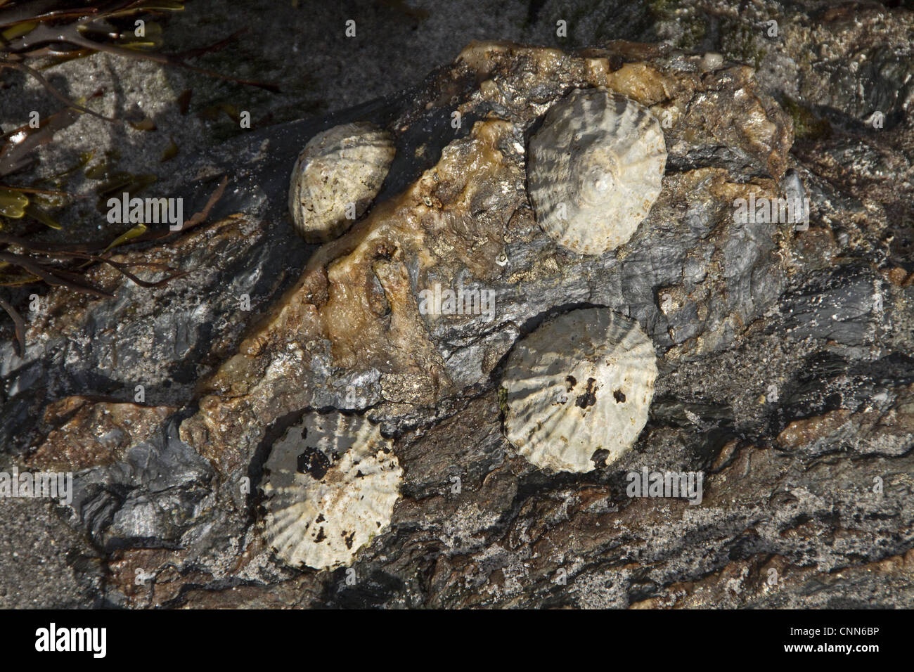 The 'common limpet' edible species sea snail gills typical true limpet marine gastropod mollusc in family Patellidae. Stock Photo