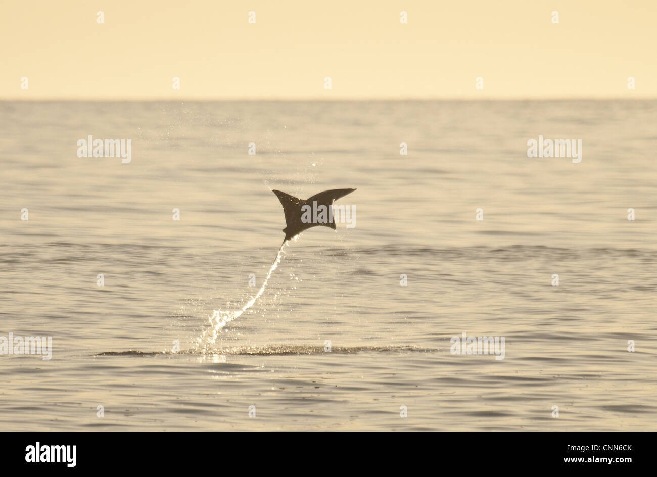 Mobula Ray (Mobula sp.) adult, leaping from water at dusk, Sea of Cortes, Los Barriles, Baja California Sur, Mexico, march Stock Photo