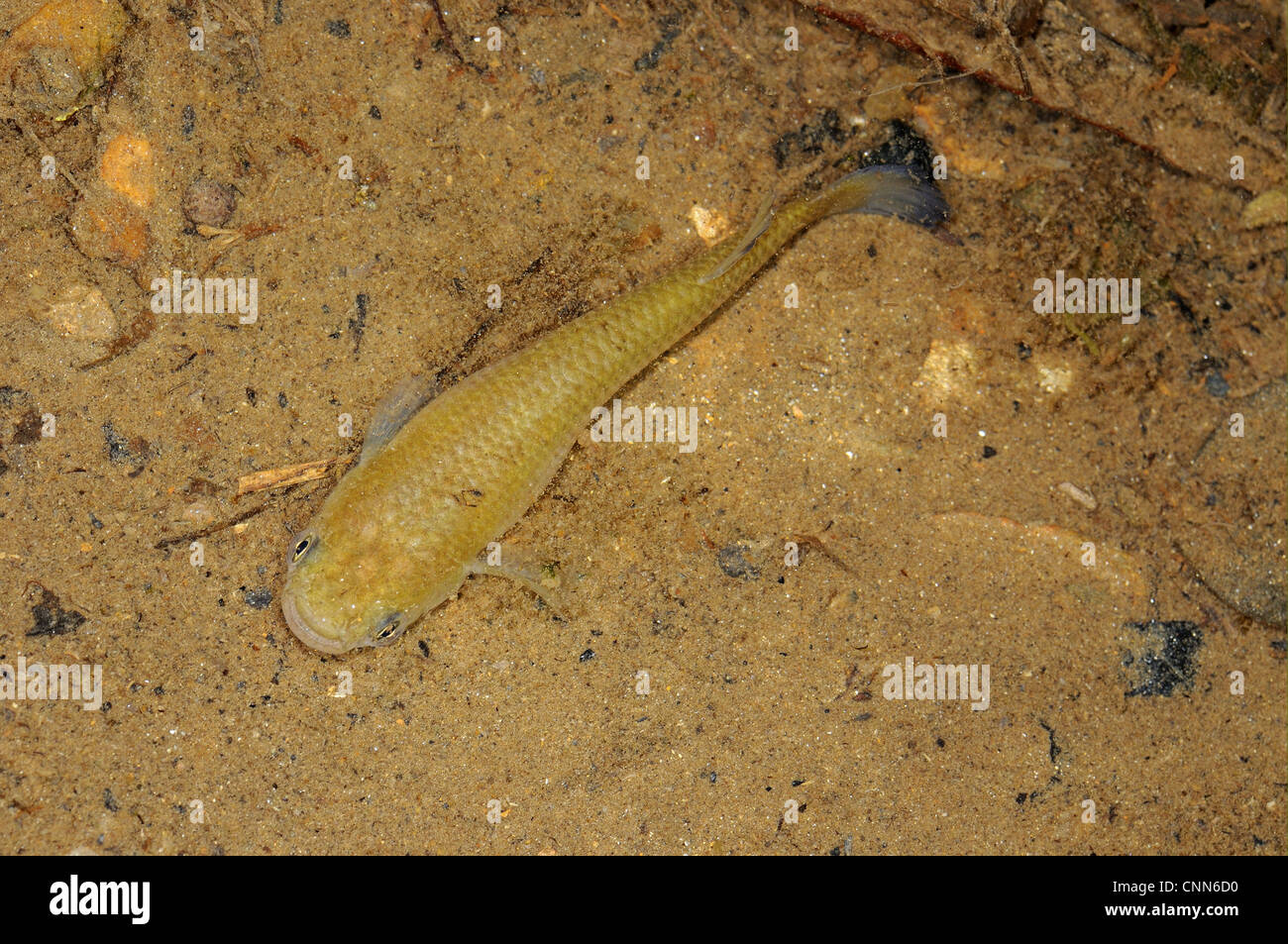 Hart's Rivulus (Rivulus hartii) adult, swimming in shallow mountain stream, Trinidad, Trinidad and Tobago Stock Photo
