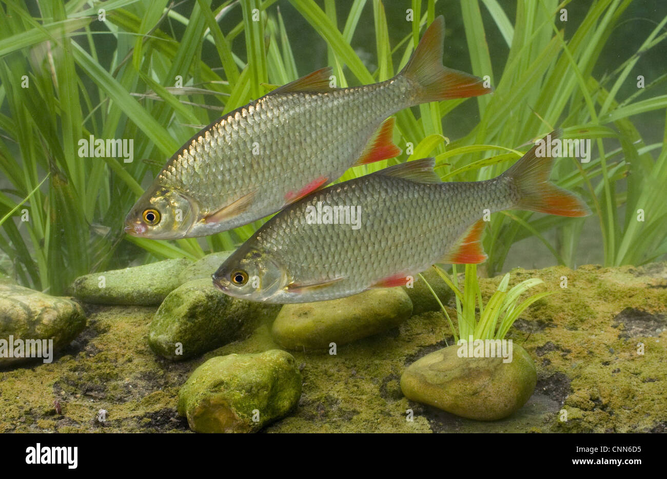 Common Rudd (Scardinius erythrophthalmus) two adults, swimming, England, july (captive) Stock Photo