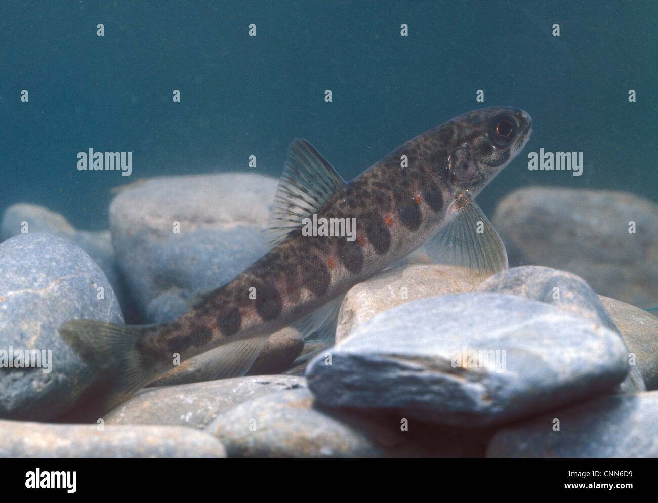 Atlantic Salmon (Salmo salar) - Parr Stock Photo