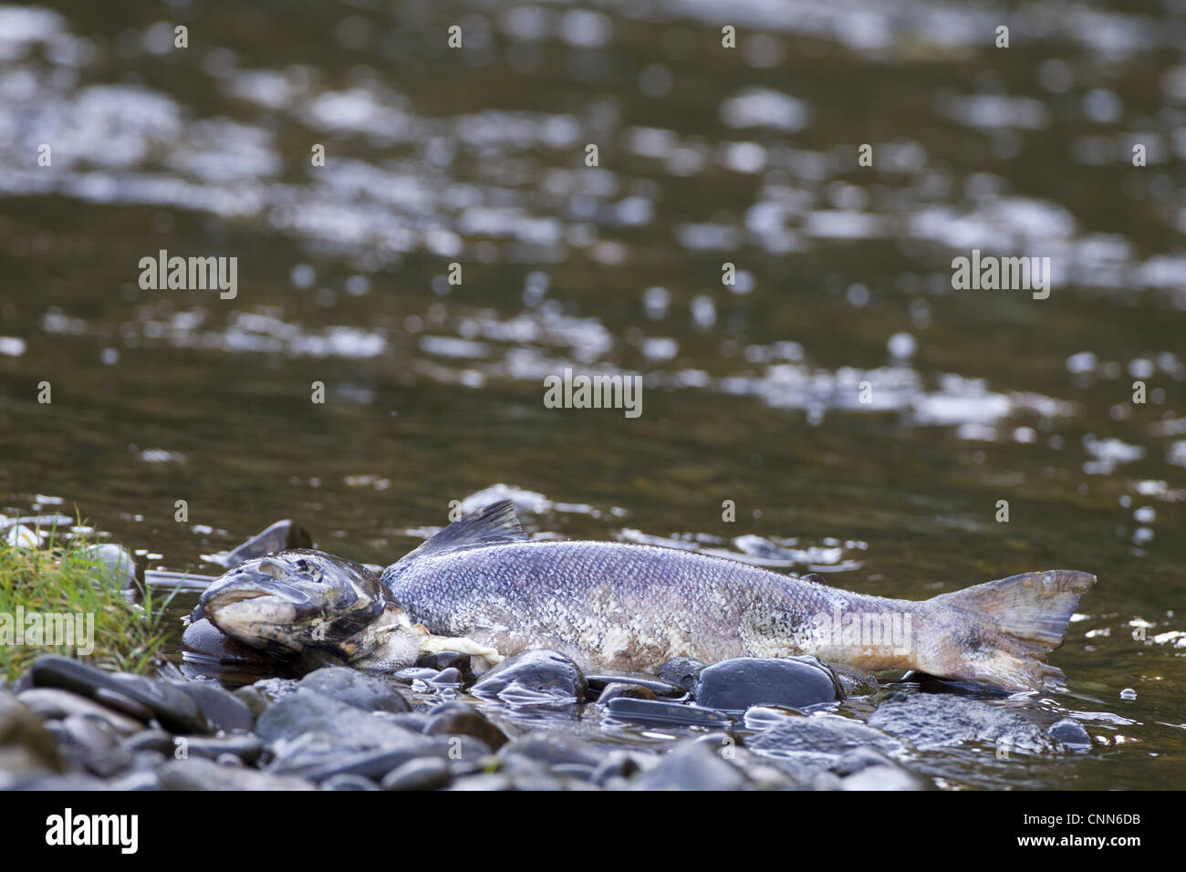 Atlantic Salmon Salmo salar dead adult predated scavenged washed up edge river during autumn breeding run River Whiteadder Stock Photo