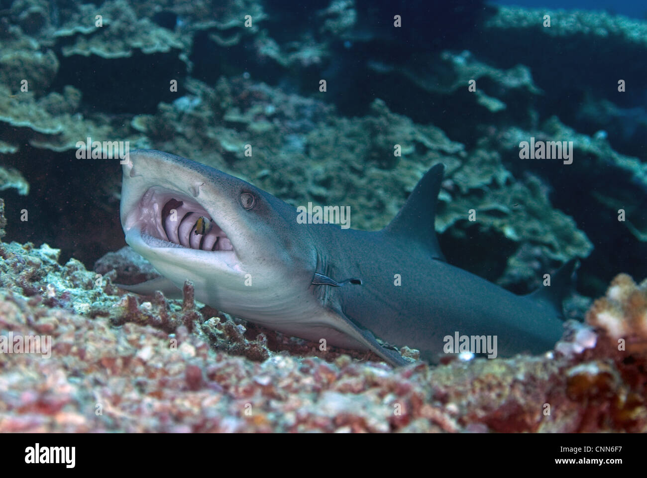 Whitetip reef shark with cleaner fish hires stock photography and