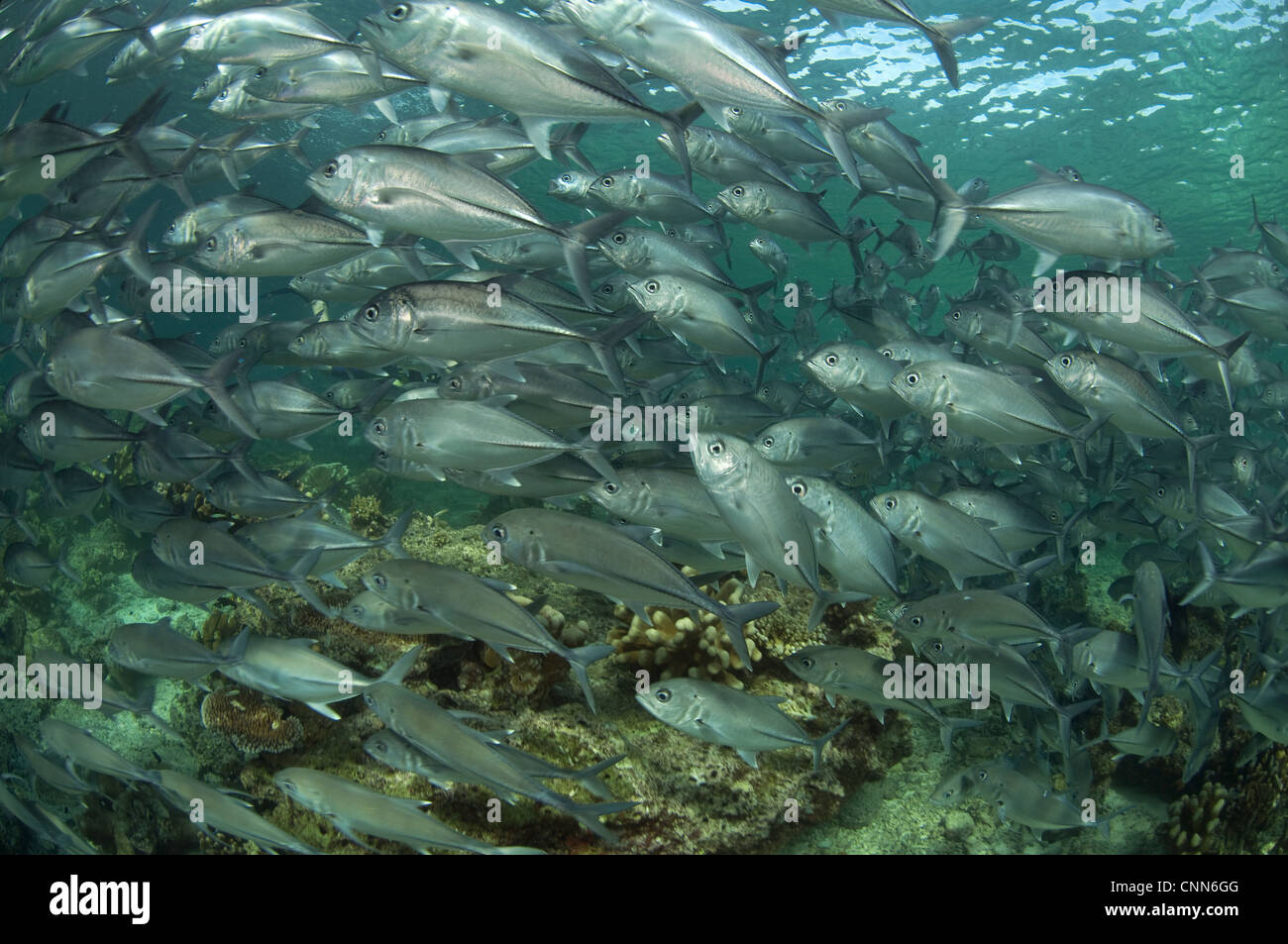 Bigeye Trevally (Caranx sexfasciatus) shoal, swimming over reef, Sipadan Island, Sabah, Borneo, Malaysia Stock Photo