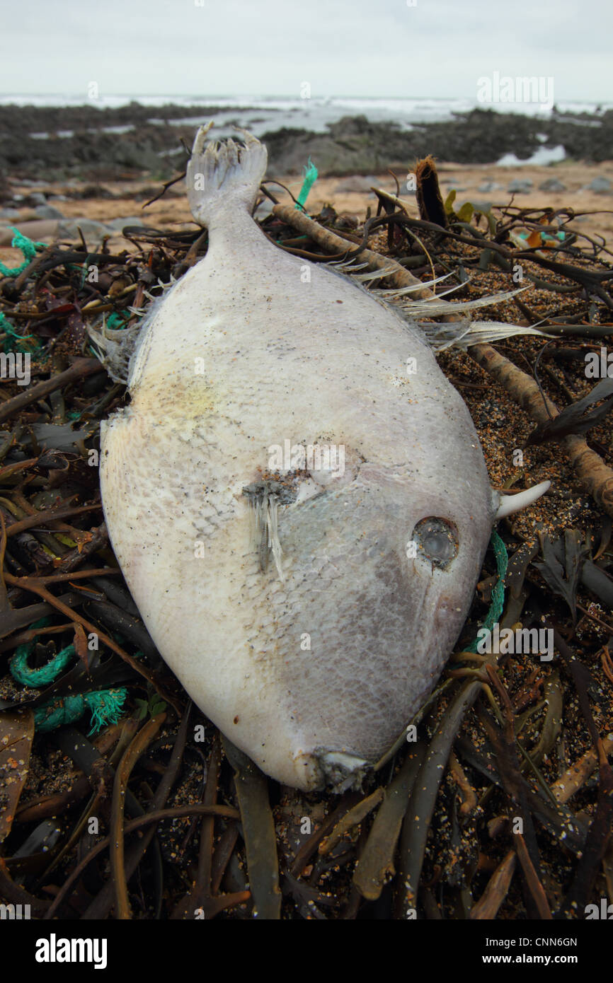 Grey Triggerfish (Balistes capriscus) dead adult, washed up on beach strandline, Widemouth Bay, Cornwall, England, january Stock Photo