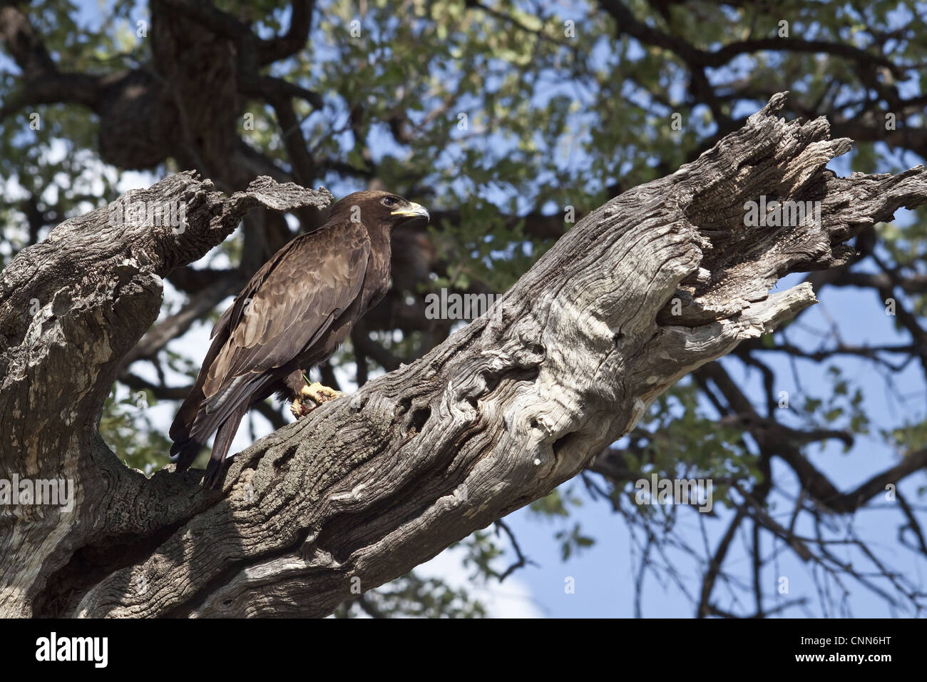 Wahlberg's Eagle with prey, Botswana near Savuti Stock Photo