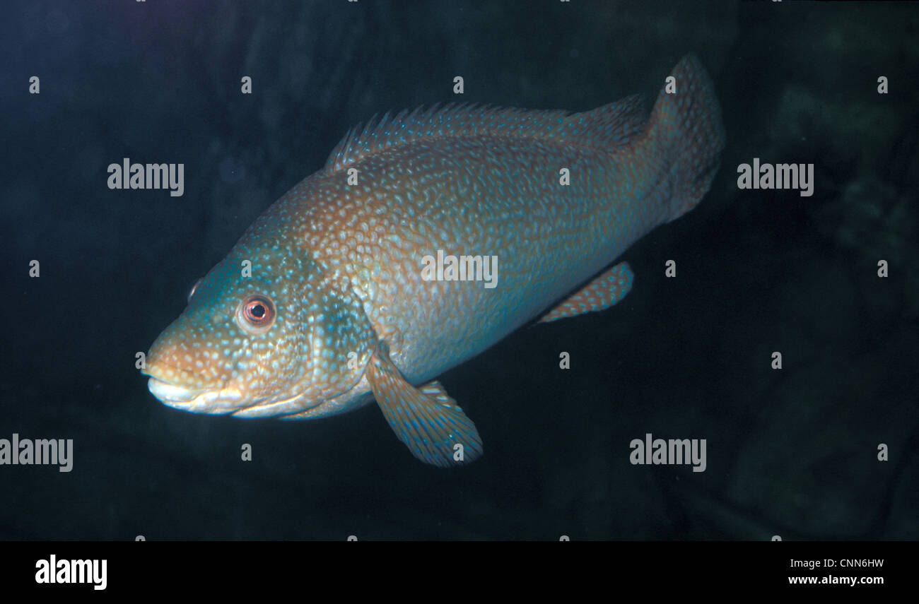 Ballan Wrasse (Labrus bergylta) swimming Stock Photo - Alamy