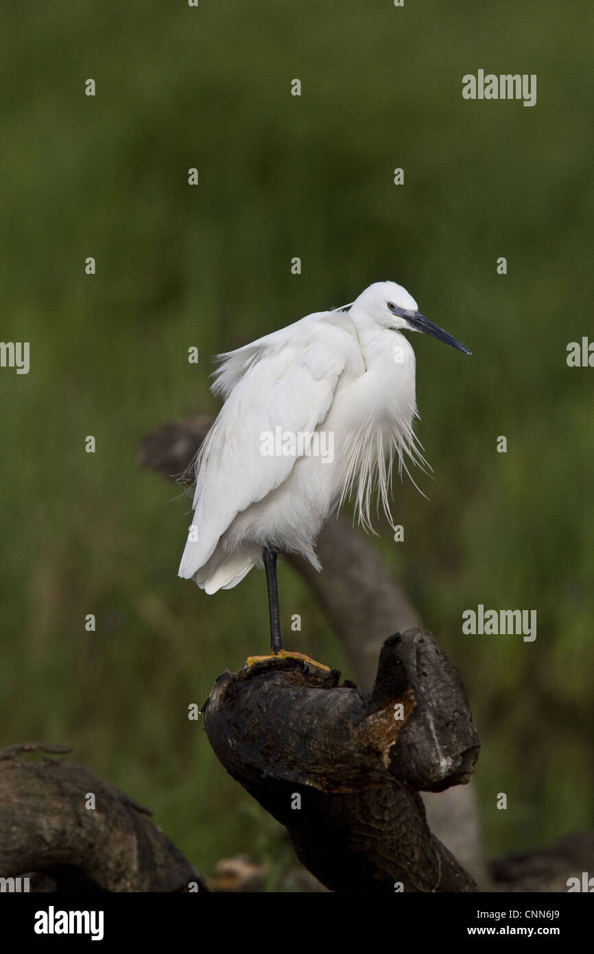 Little Egret - Botswana Stock Photo