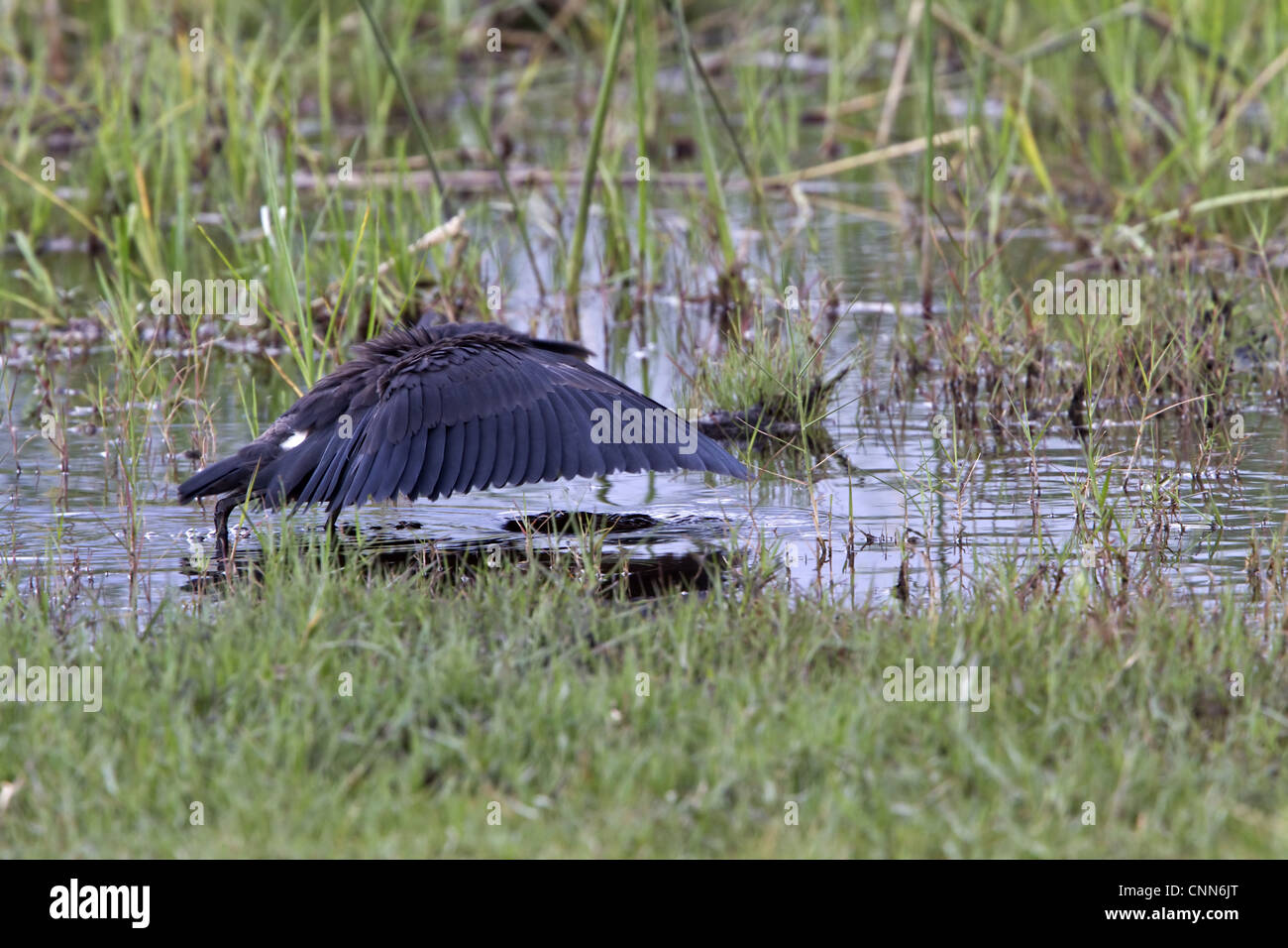 The Black Heron interesting hunting method called canopy feeding # uses wings like umbrella uses shade creates to attract fish. Stock Photo