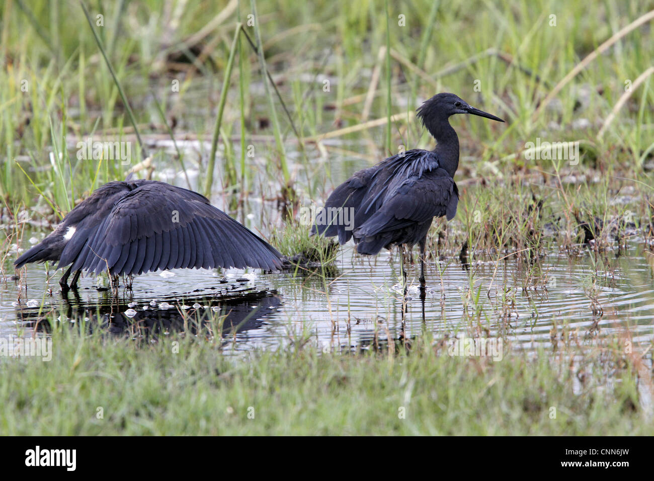 The Black Heron interesting hunting method called canopy feeding # uses wings like umbrella uses shade creates to attract fish. Stock Photo