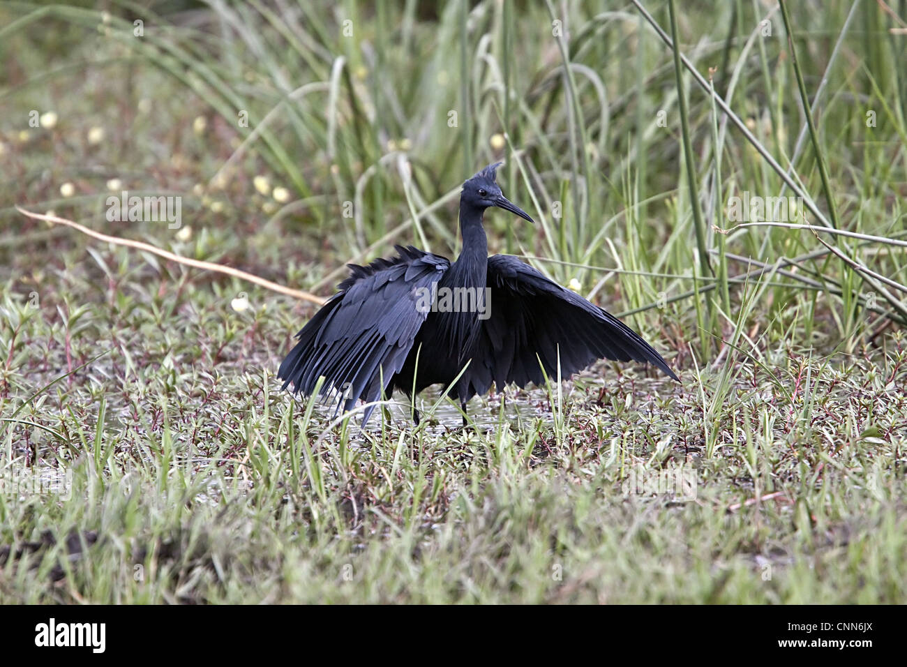 The Black Heron interesting hunting method called canopy feeding # uses wings like umbrella uses shade creates to attract fish. Stock Photo