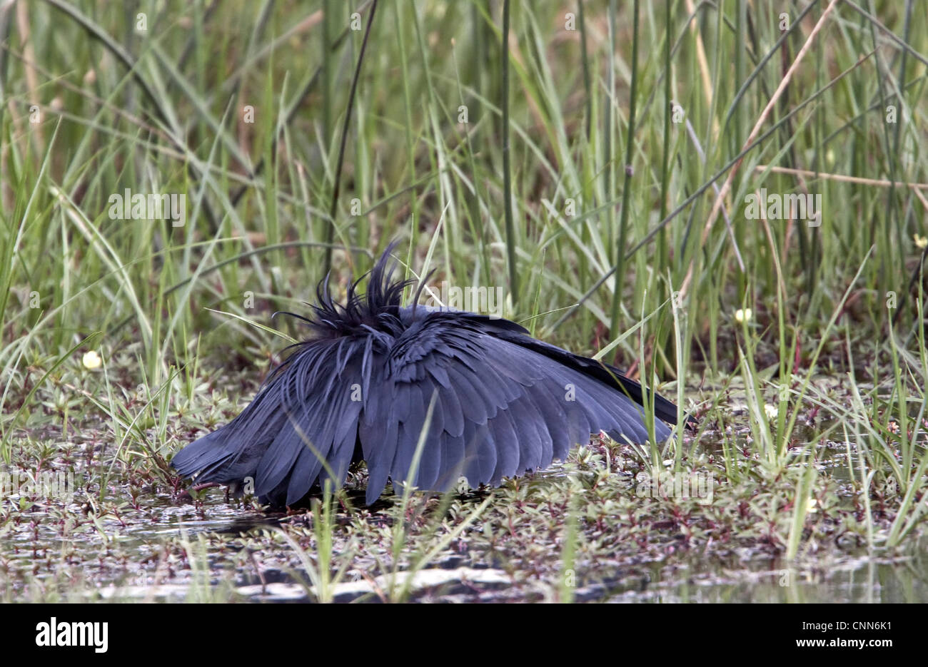 The Black Heron interesting hunting method called canopy feeding # uses wings like umbrella uses shade creates to attract fish. Stock Photo