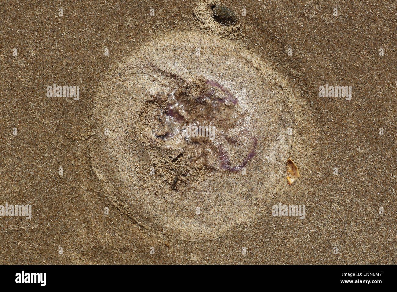 Common Jellyfish (Aurelia aurita) imprint on sandy beach, Gower Peninsula, Glamorgan, Wales, july Stock Photo
