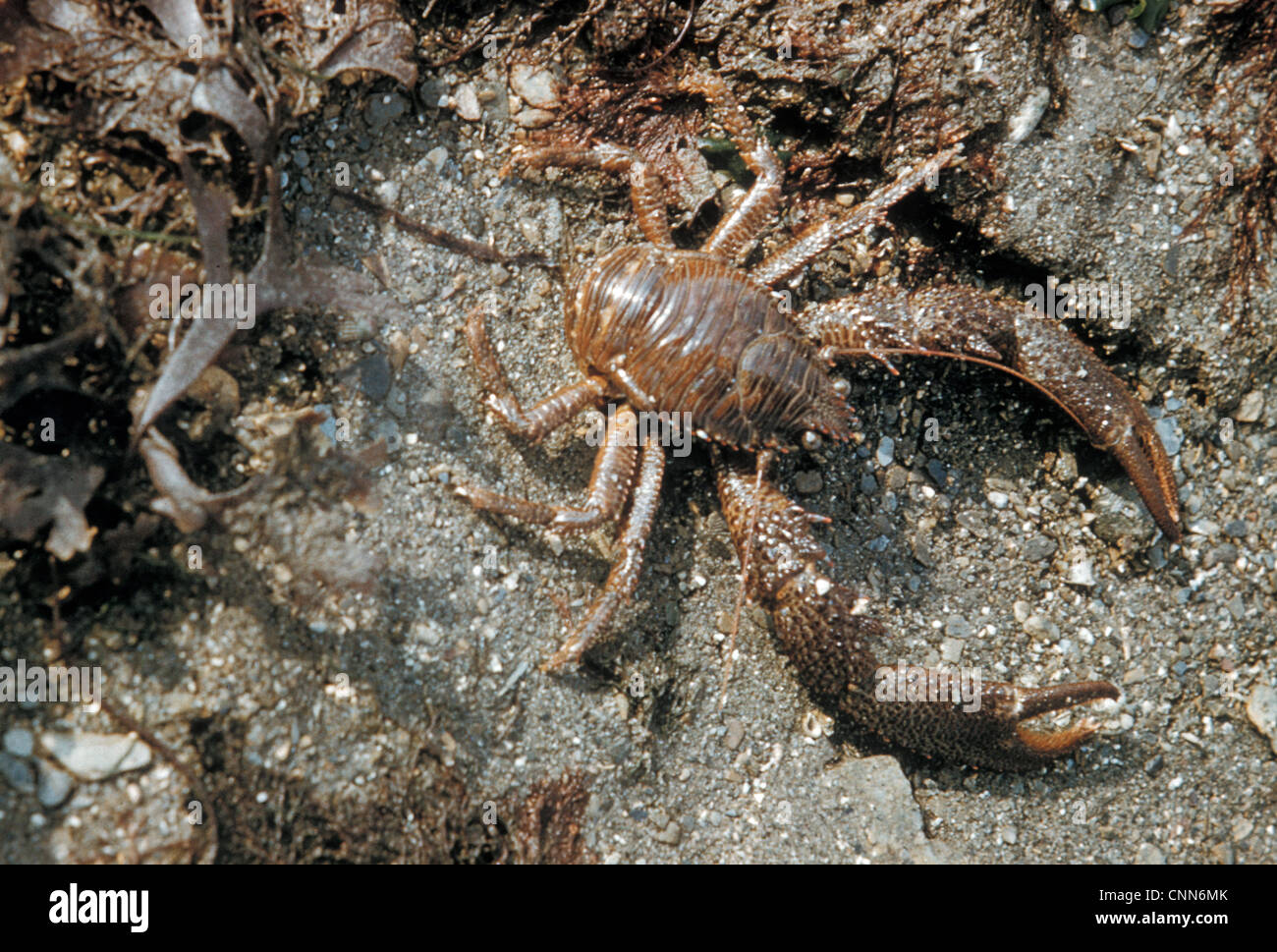Lobster - Montagu's Plated(Galathea squamifera) close-up on shore at extreme low water mark Stock Photo