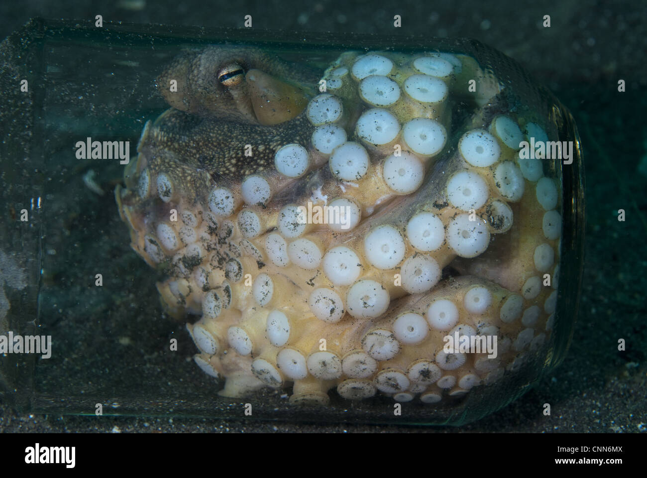 Veined Octopus (Amphioctopus marginatus) adult female, sheltering in glass jar, Lembeh Island, Sulawesi, Indonesia Stock Photo