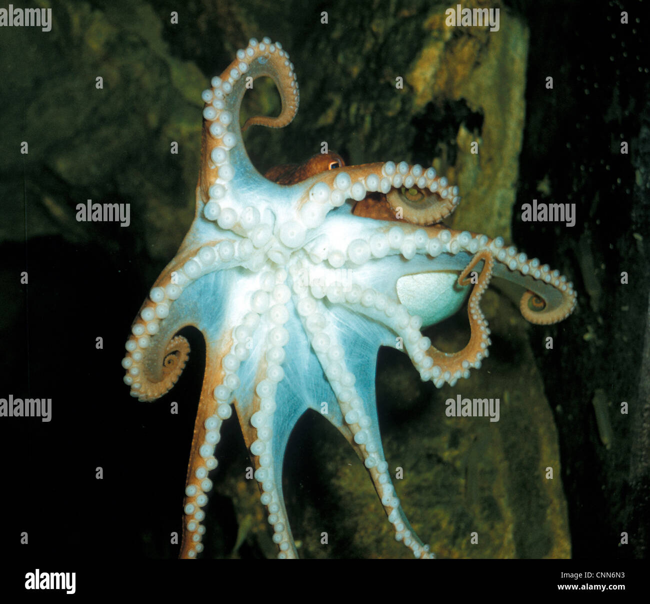 Lesser Octopus (Eledone cirrhosa) Clinging to aquarium glass / showing Stock Photo