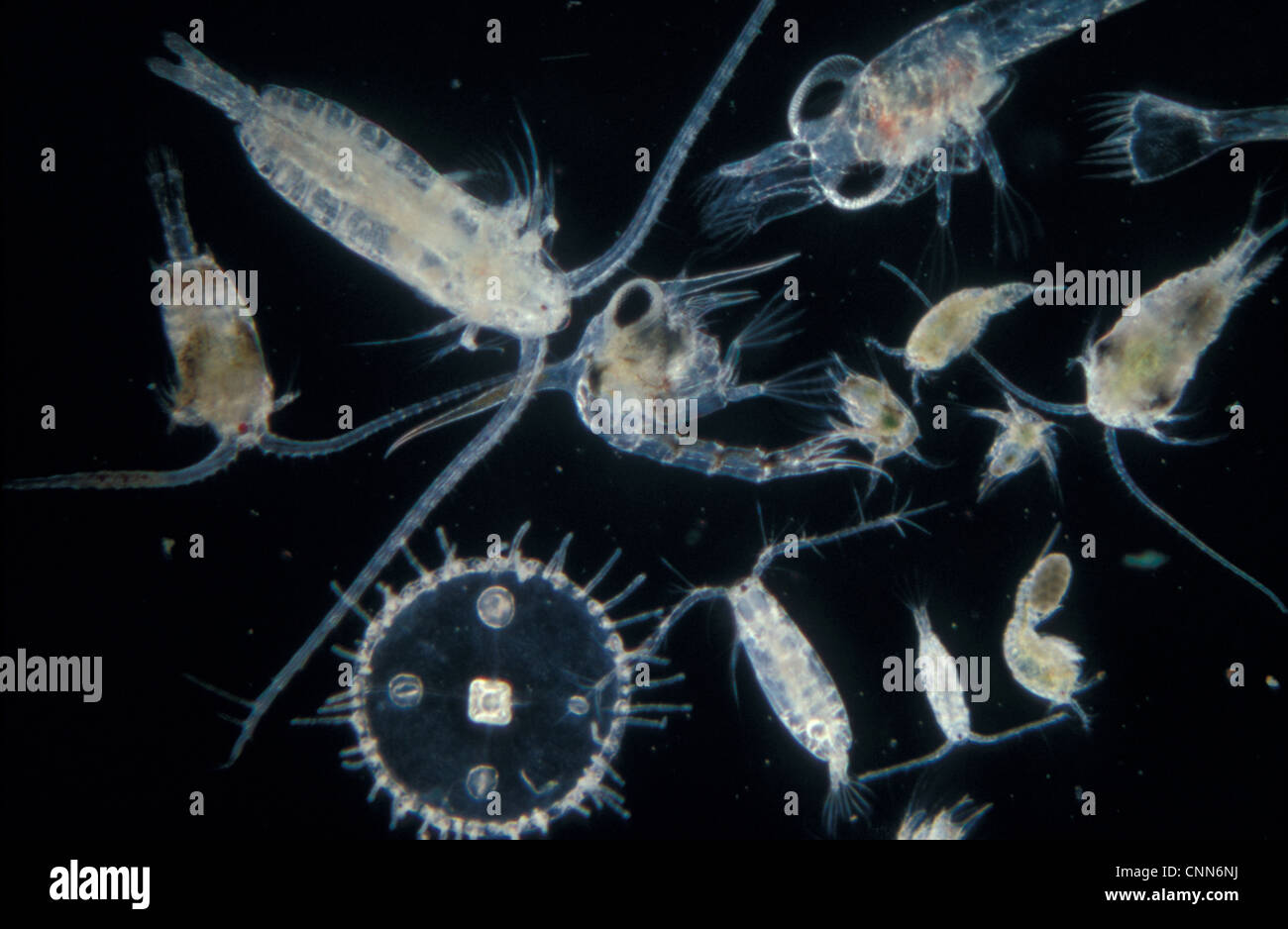 Фитопланктон зоопланктон пищевая. Калянус планктон. Зоопланктон фильтратор. Мариниум зоопланктон. Зоопланктон фация.