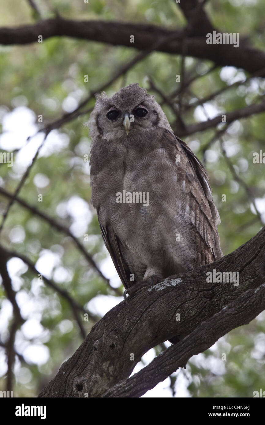 Verreaux's Eagle owl juvenile rests in tree near Lebala Camp - Botswana Stock Photo