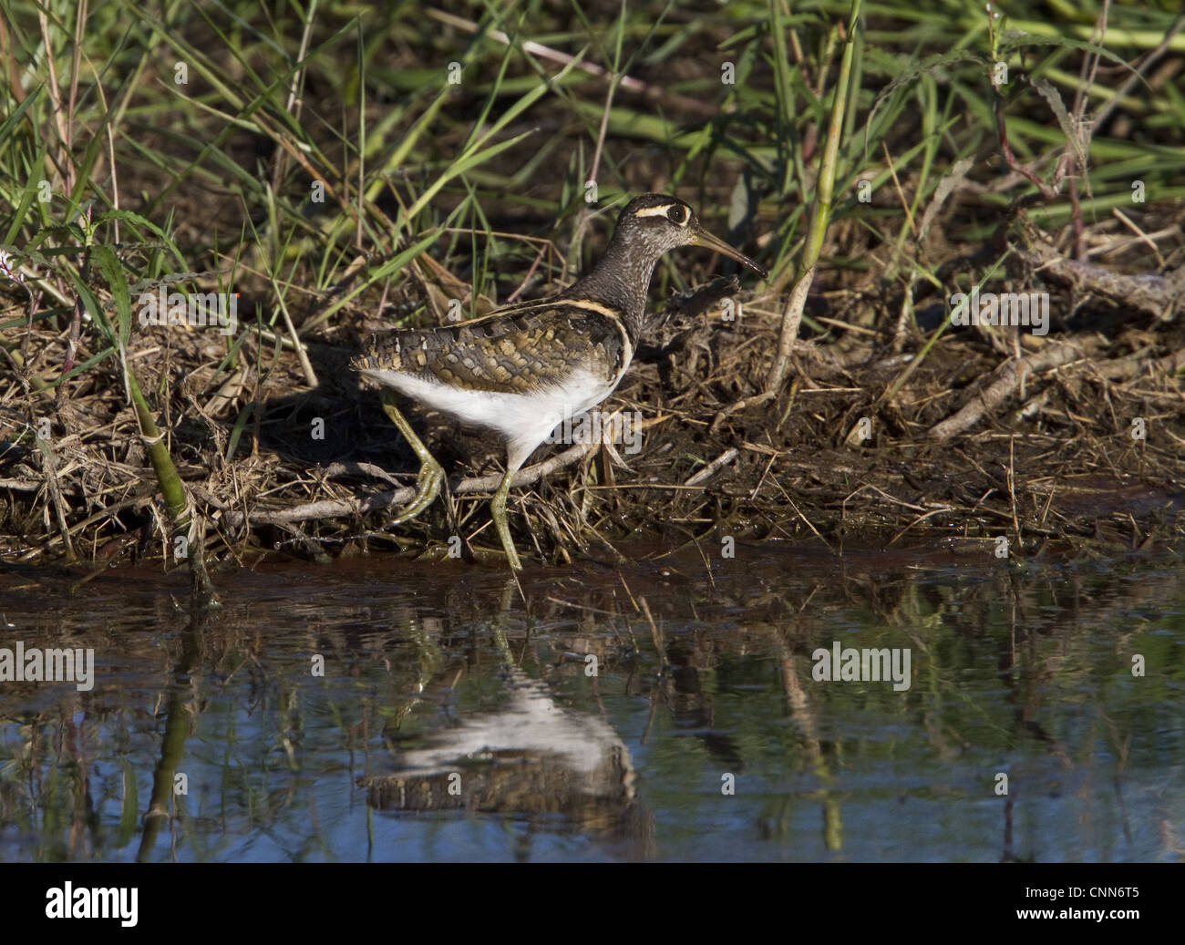 Male Painted Snipe - Okavango Delta - Botswana Stock Photo - Alamy