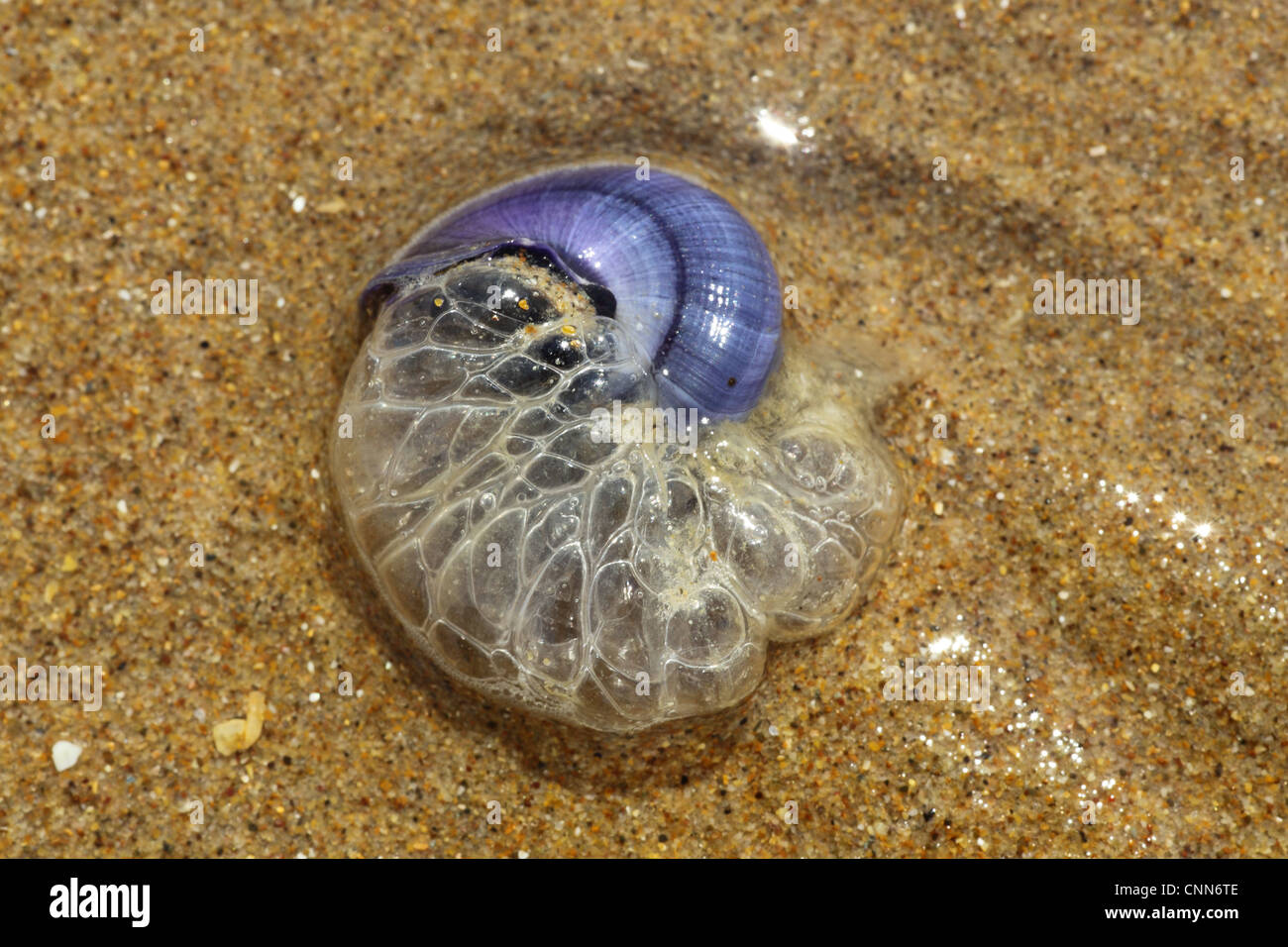 Purple Sea Snail (Janthina janthina) adult, with bubble raft intact