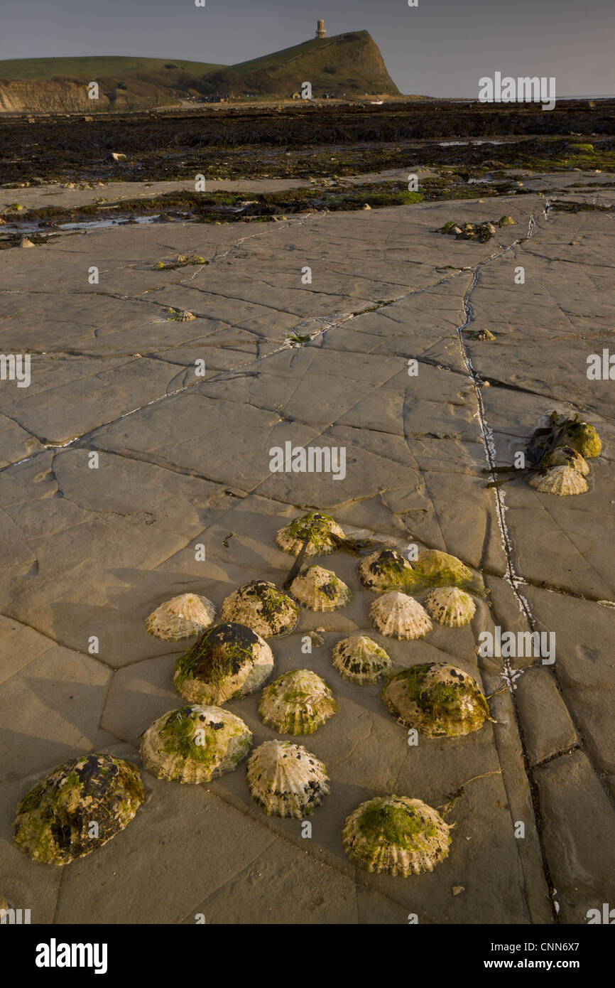 Common tower shell hi-res stock photography and images - Alamy
