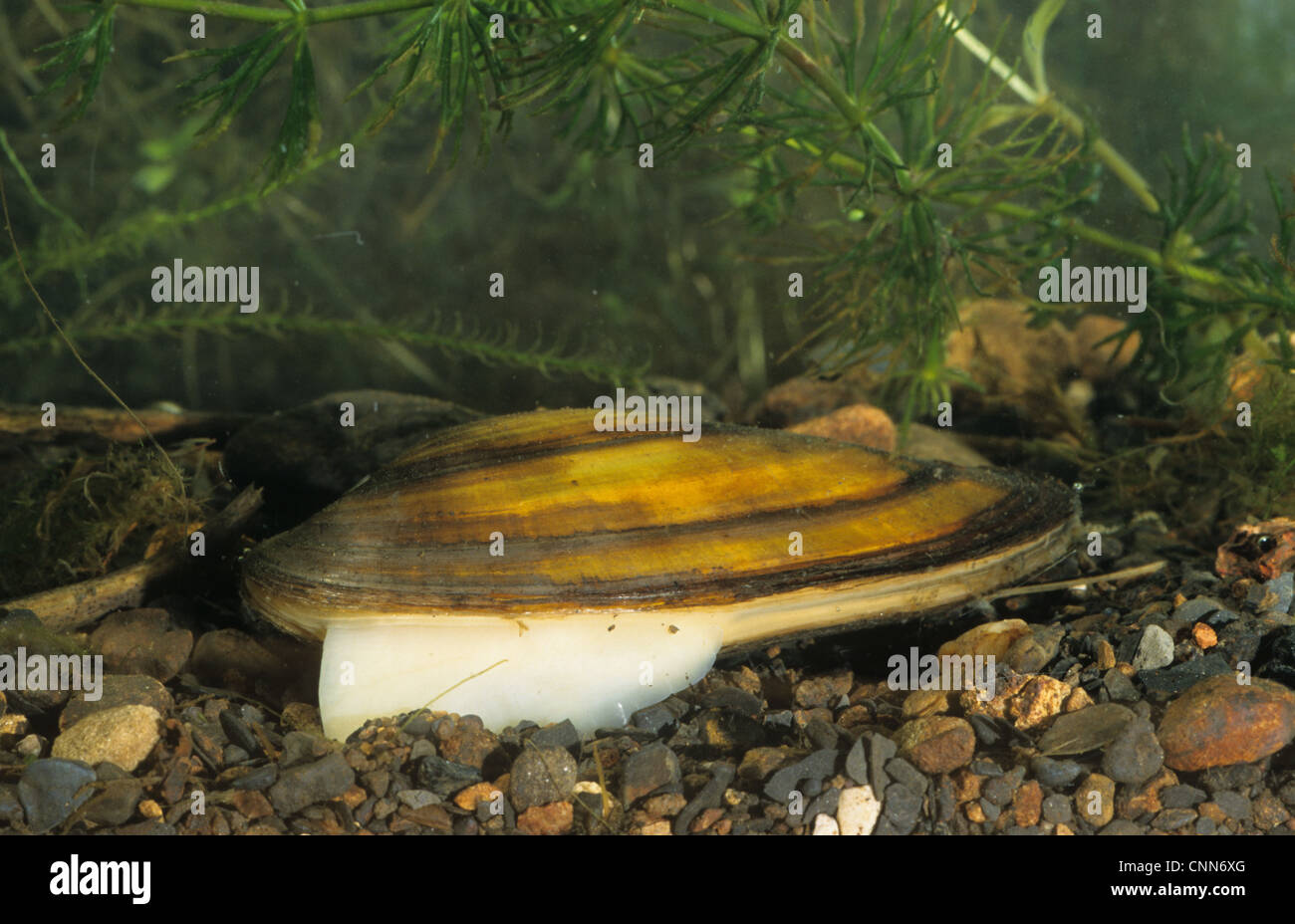 Swan Mussel (Anodonta cygnea) adult, extending foot, South Yorkshire, England Stock Photo