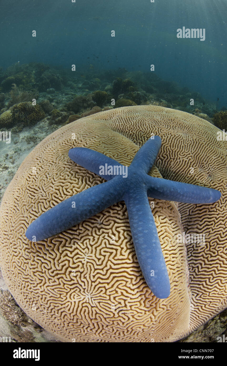 Blue Starfish (Linckia laevigata) adult, on brain coral, Pantar Island, Alor Archipelago, Lesser Sunda Islands, Indonesia Stock Photo