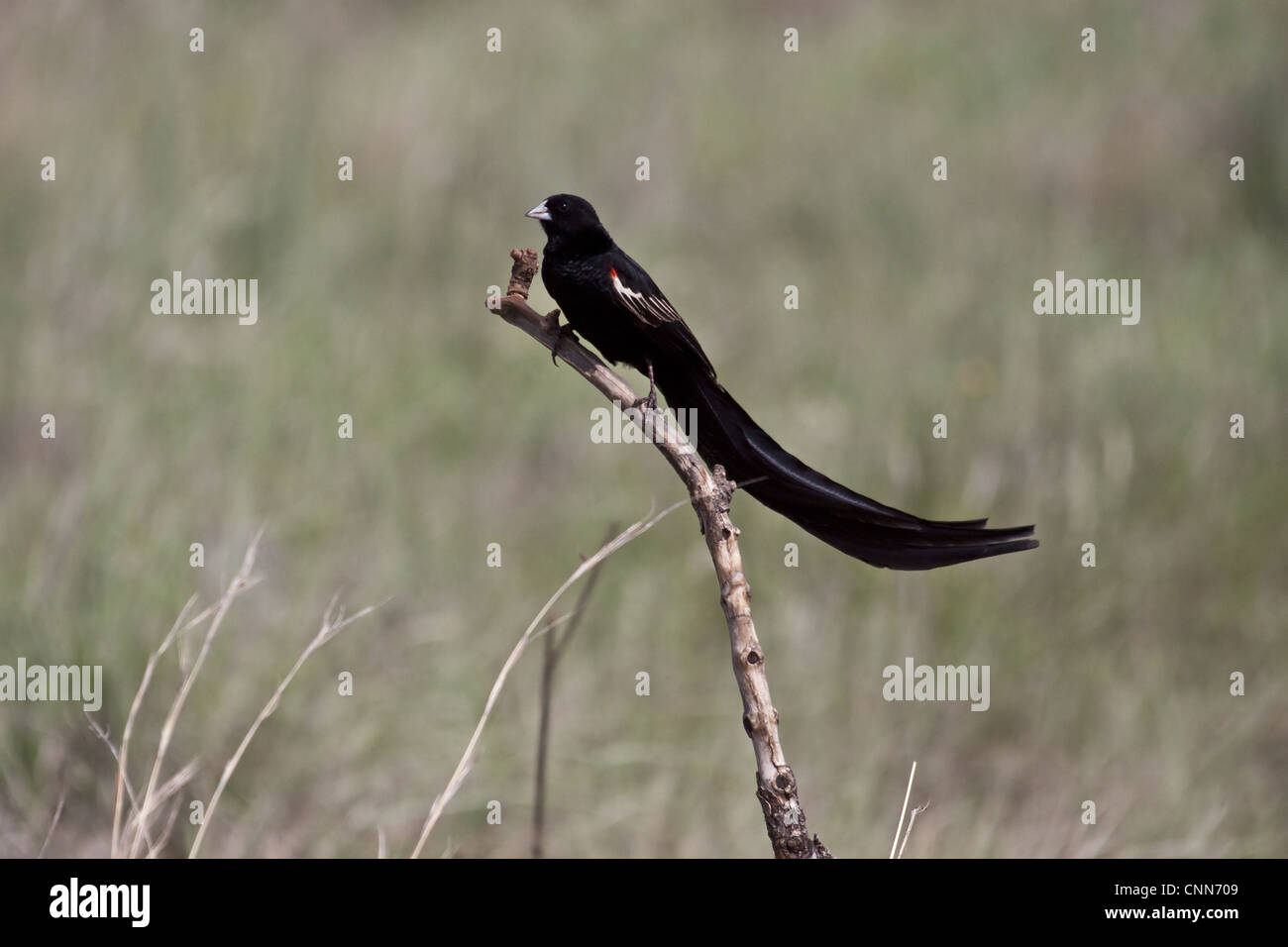 Long tailed Widowbird male showing long tail Stock Photo