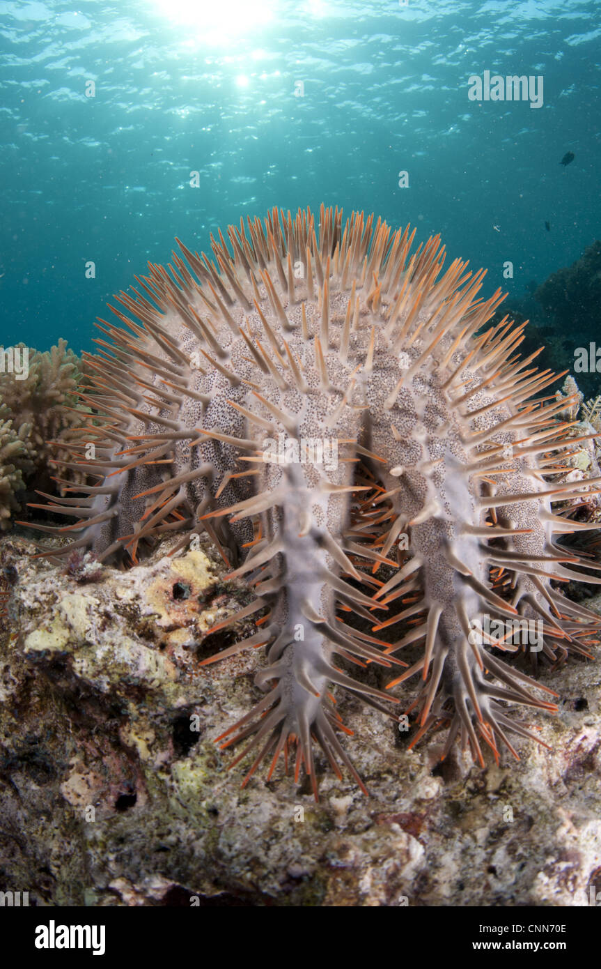 Crown of thorns hi-res stock photography and images - Alamy