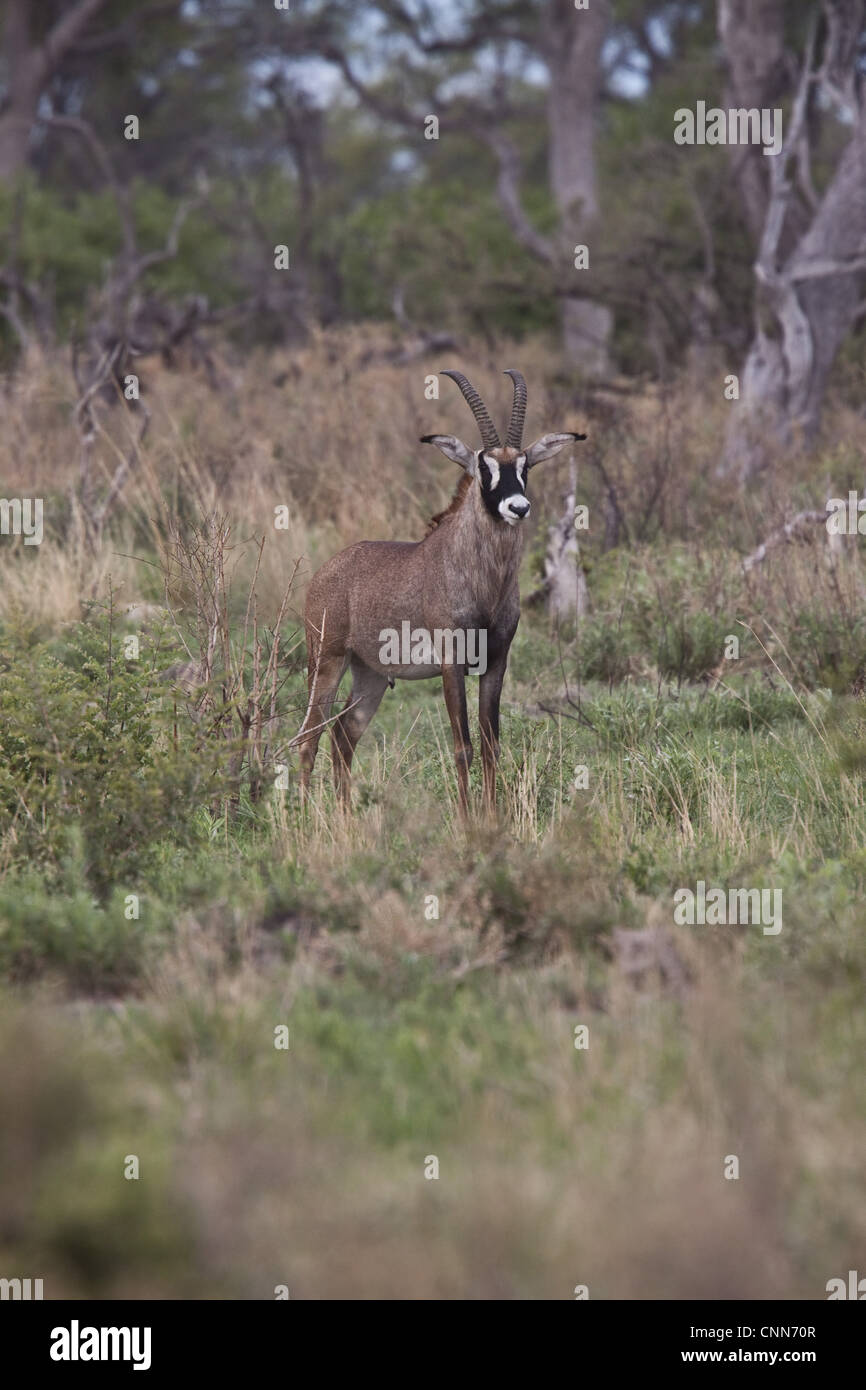 Roan Antelope (Hippotragus equinus) is a savanna antelope found in West, Central, East Africa and Southern Africa Stock Photo