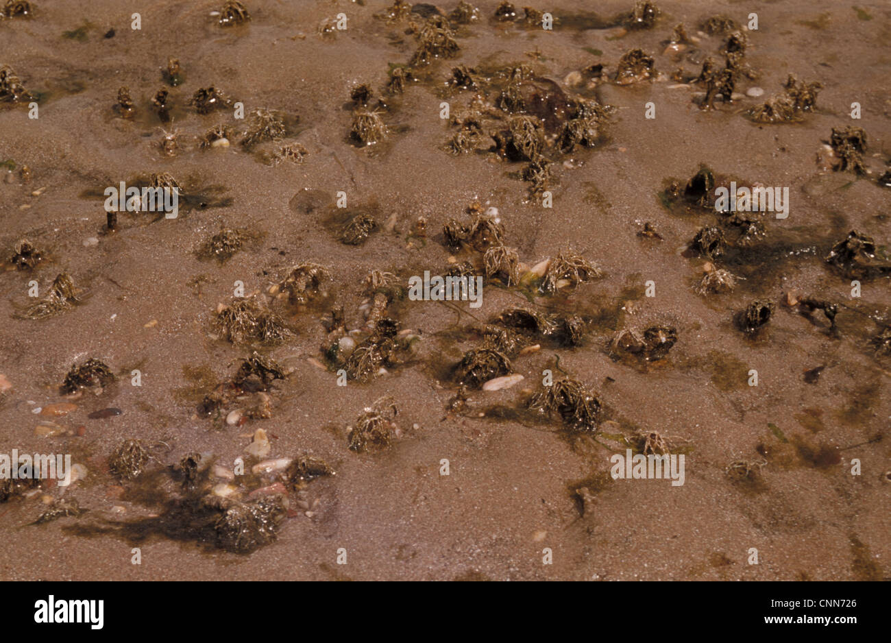 Sand Mason Worm (Lanice conchilega) Frilled tops of Sand Mason Worm tubes on sandy shore Stock Photo