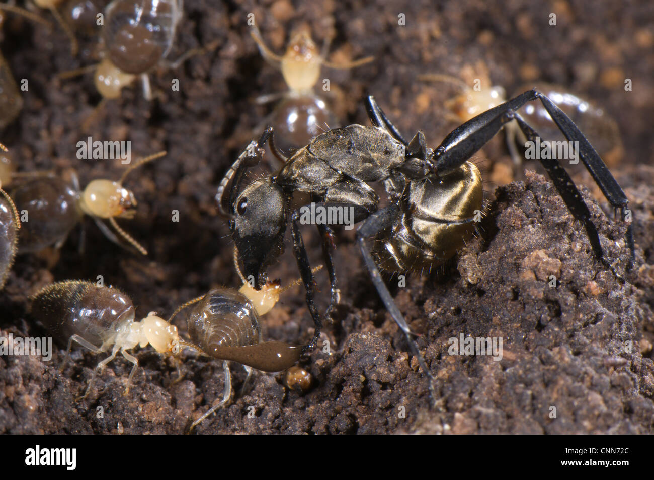 Ant (Formicidae sp.) adult, preying on termites, Los Amigos Biological Station, Madre de Dios, Amazonia, Peru Stock Photo