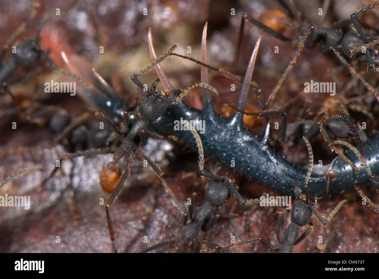 Army Ant Eciton burchellii adult workers group preying Tailless Whip Scorpion Amblypygi sp. Los Amigos Biological Station Madre Stock Photo