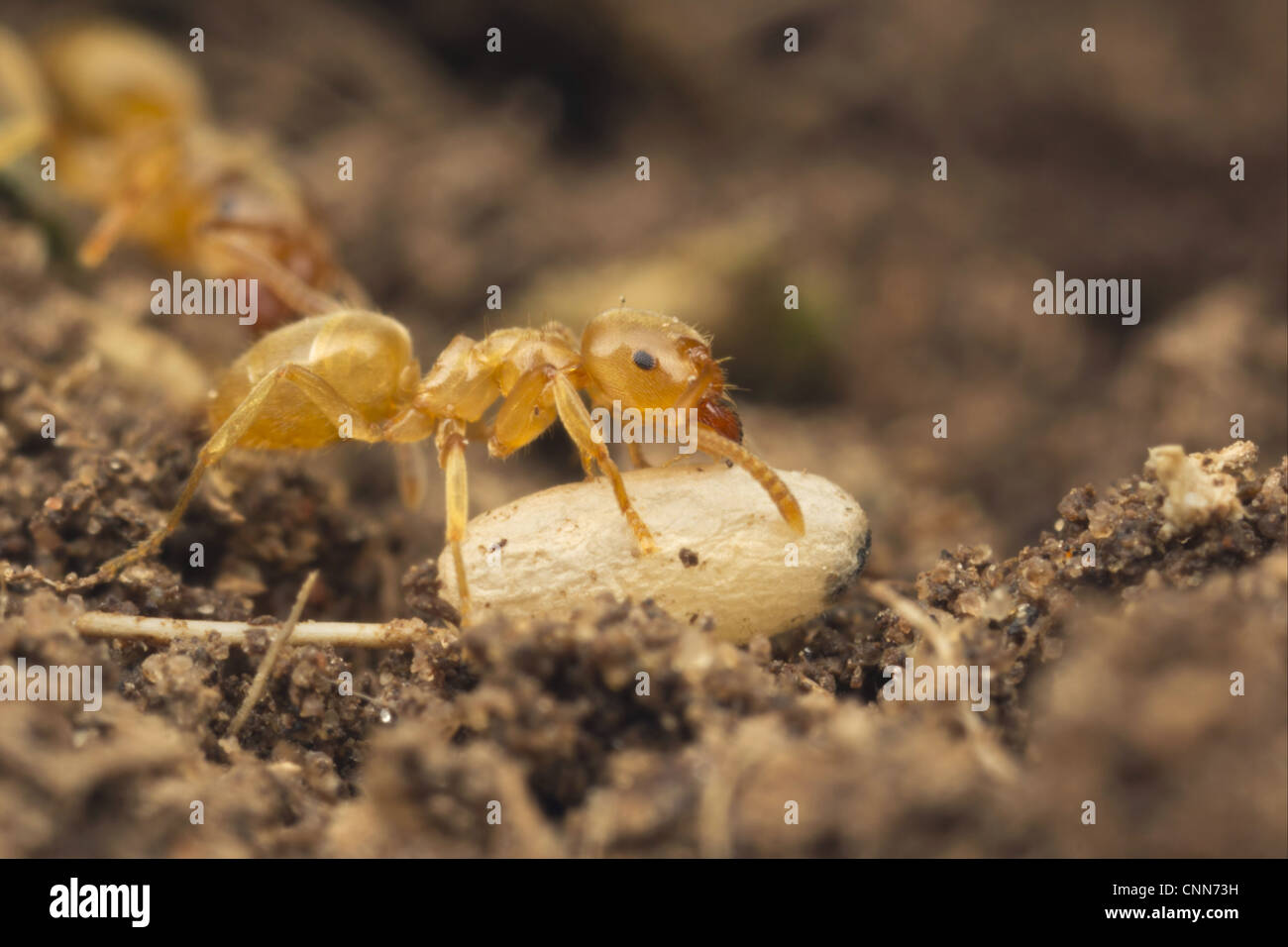 Yellow Meadow Ant (Lasius flavus) adult, moving exposed pupa to safety, Leicestershire, England, june Stock Photo
