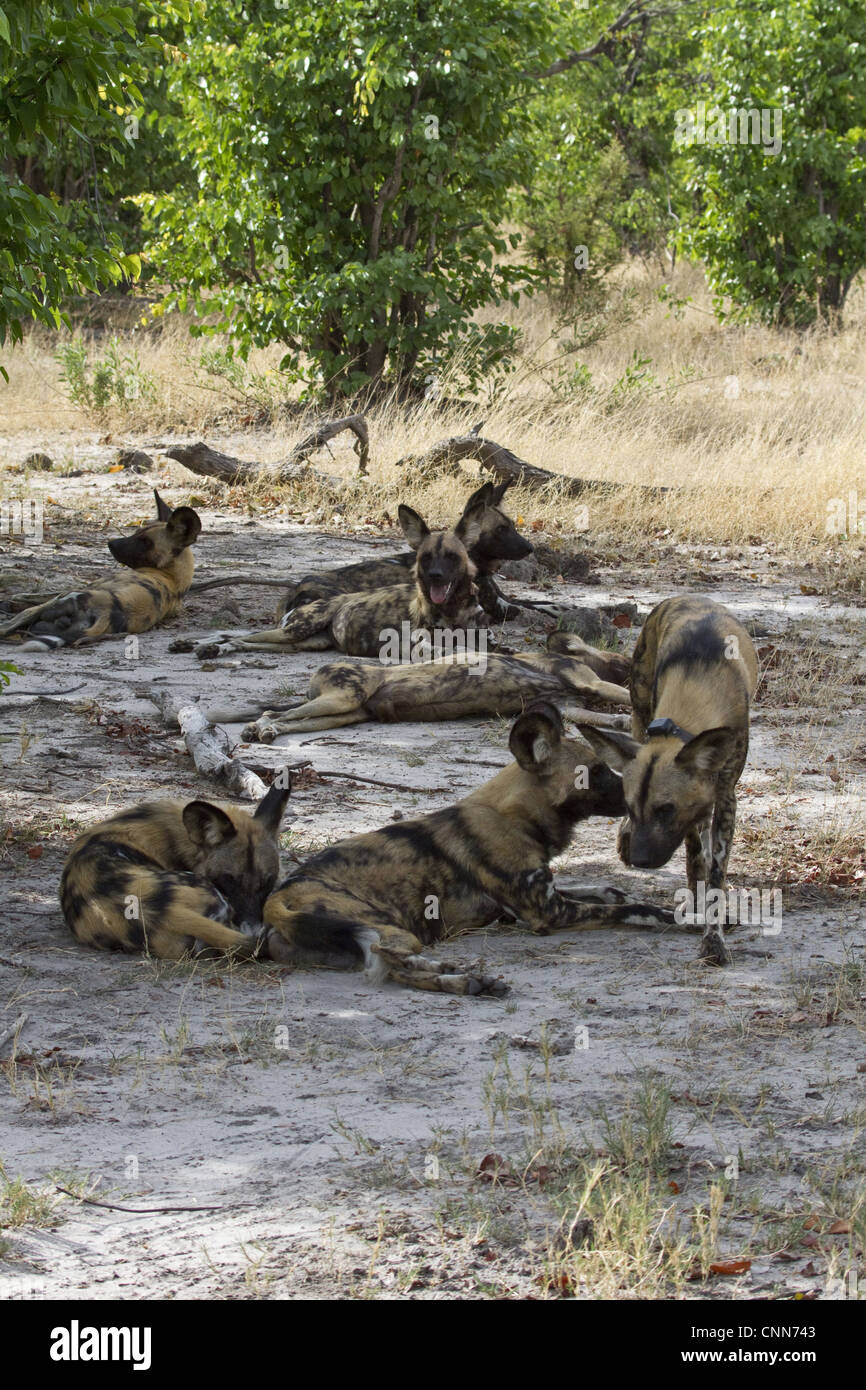 Hunting Dogs rest shade trees Lycaon pictus large canid found only Africa especially savannas other lightly wooded areas wooded Stock Photo