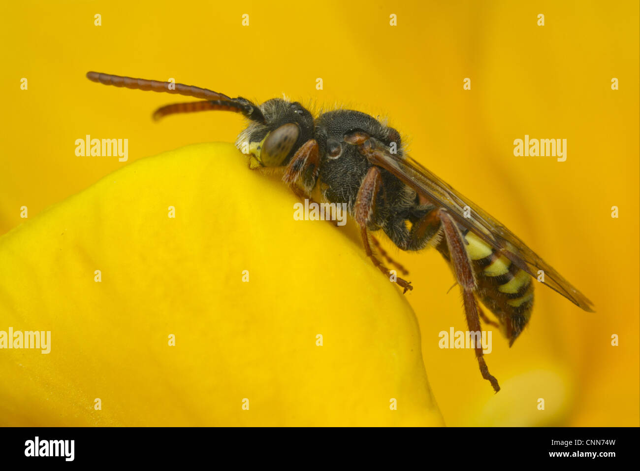 Nomad Bee (Nomada sp.) adult, sleeping with jaws locked onto flower petal, Leicestershire, England, may Stock Photo