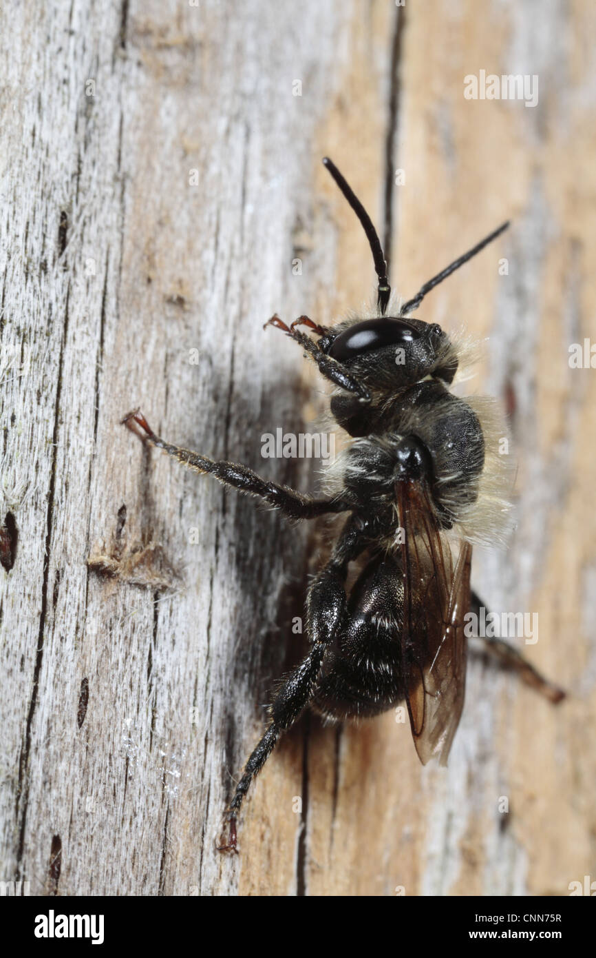 Masonry bee hires stock photography and images Alamy