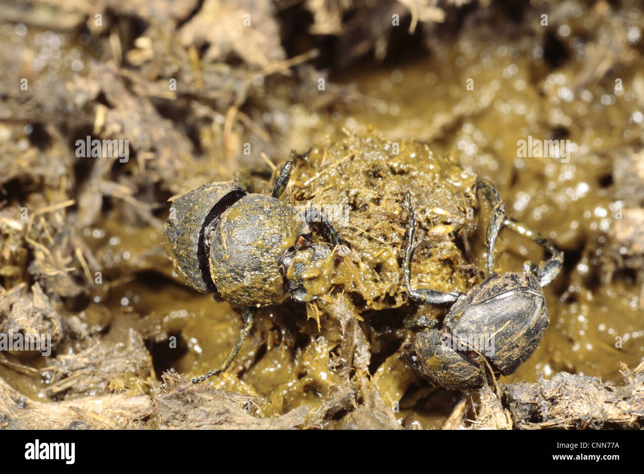 Dung Beetle (Sisyphus schaefferi) adult pair, making ball of cow dung, near Foix, Pyrenees, Ariege, France, may Stock Photo