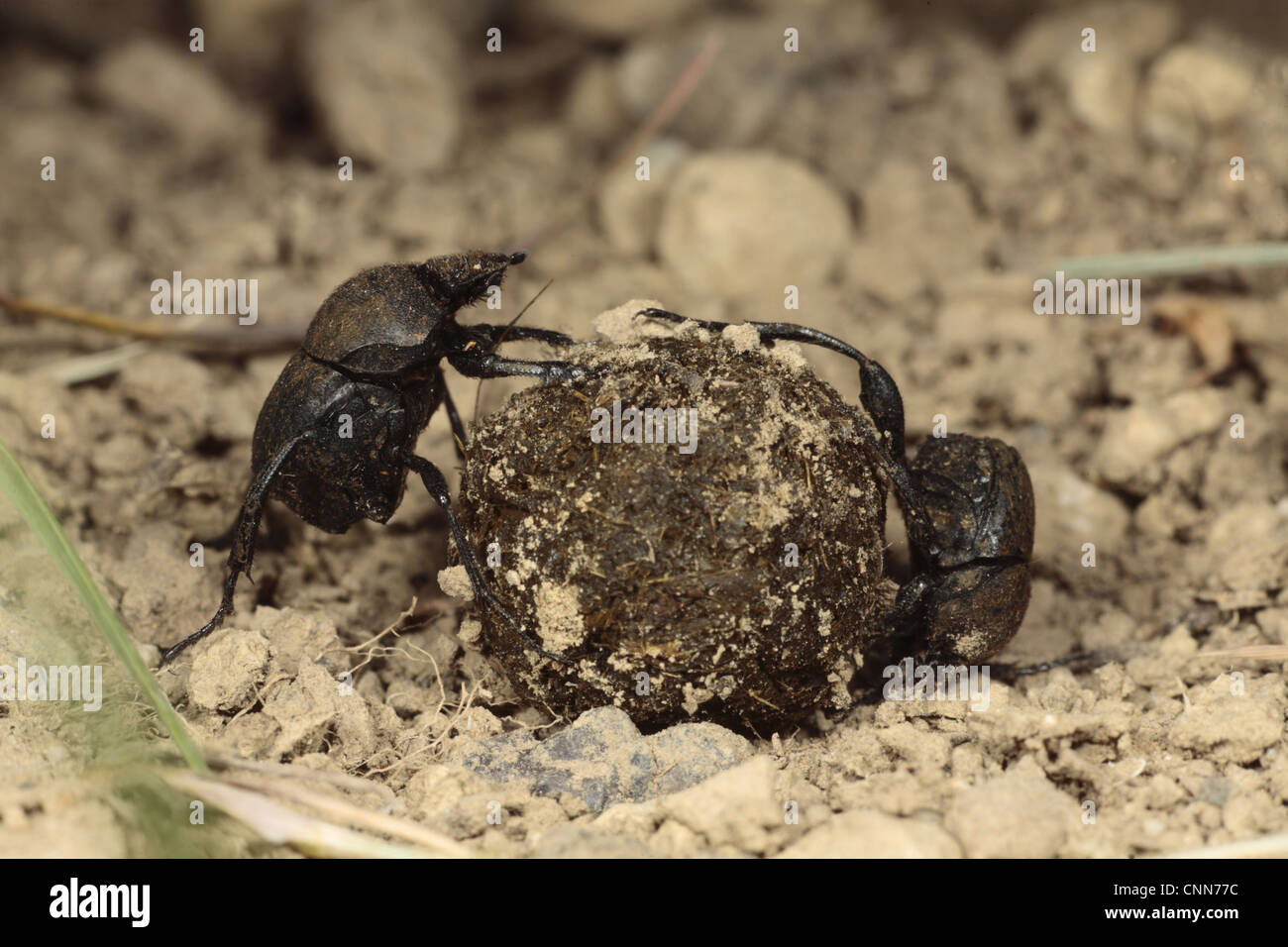 Dung Beetle (Sisyphus schaefferi) adult pair, rolling ball of cow dung, near Foix, Pyrenees, Ariege, France, may Stock Photo